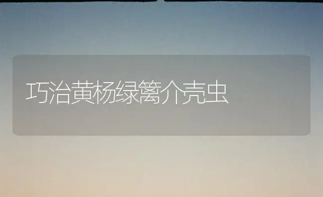 巧治黄杨绿篱介壳虫 | 植物知识