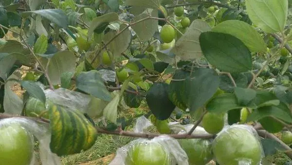 青枣前景好不好？市场需求稳定，种植技术决定效益