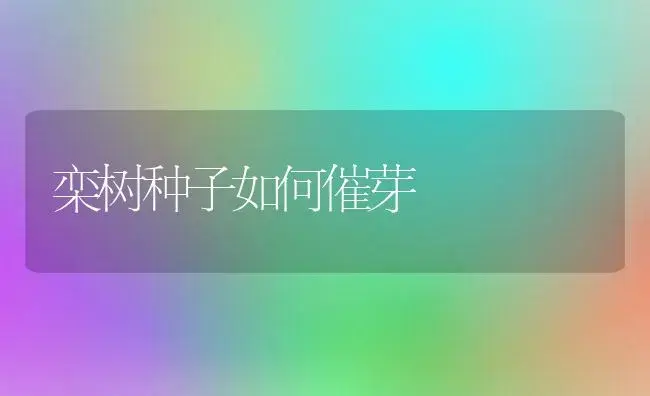 栾树种子如何催芽 | 植物知识