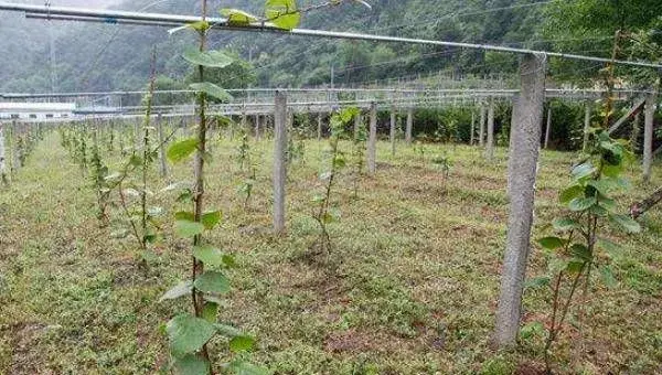 果树矮化密植有哪些优点？栽植过密又该如何解决？