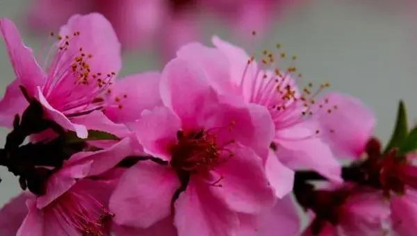 桃花怎么种 桃花种植方法与注意事项