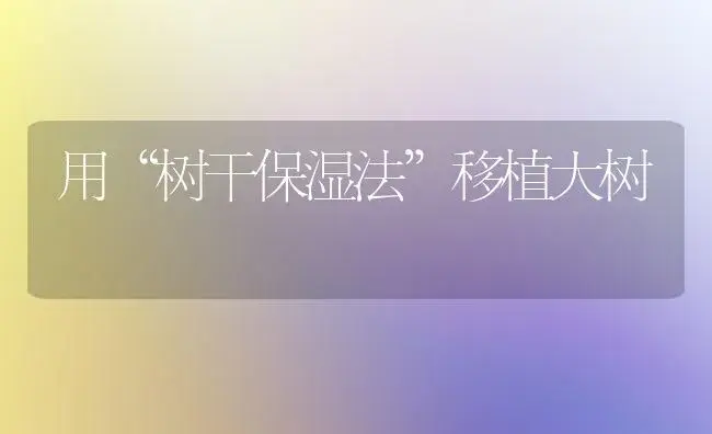 用“树干保湿法”移植大树 | 植物知识