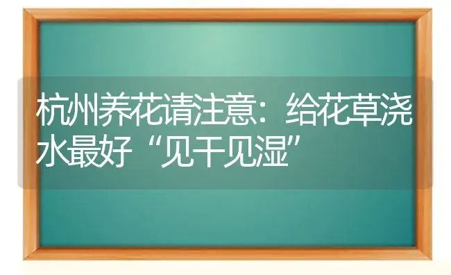 杭州养花请注意：给花草浇水最好“见干见湿” | 植物科普