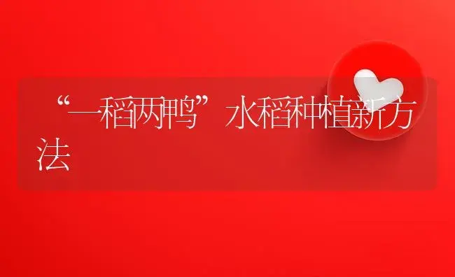 “一稻两鸭”水稻种植新方法 | 植物资料