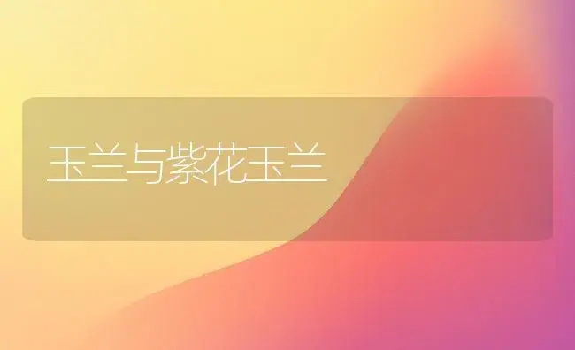 如何养护蝴蝶兰 | 植物科普
