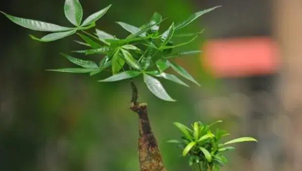 发财树会开花吗（什么时候开） 发财树开花的兆头及寓意