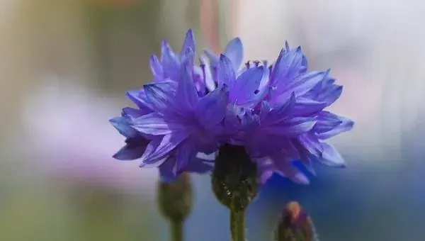 矢车菊种子怎么种 矢车菊的种植方法与注意事项