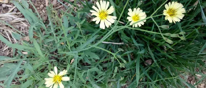 苦荬菜种植技术（什么时候播种） 苦荬菜适宜温度湿度