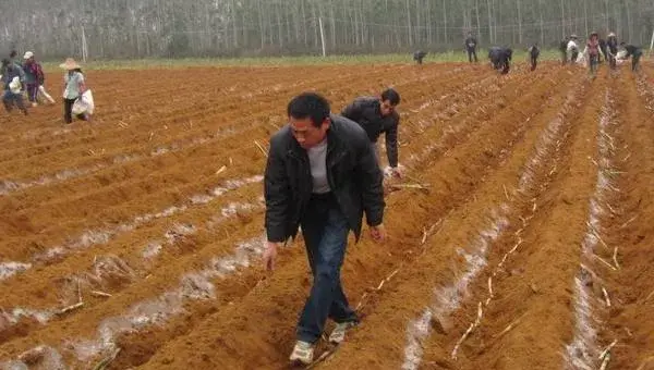 柑蔗的种植方法