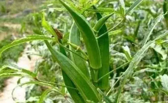 夏季黄秋葵的栽培管理技术