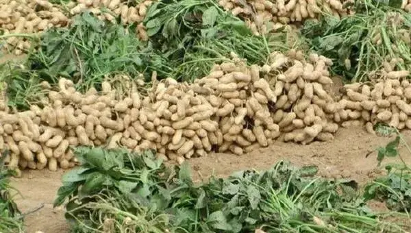 花生高产种植管理流程介绍