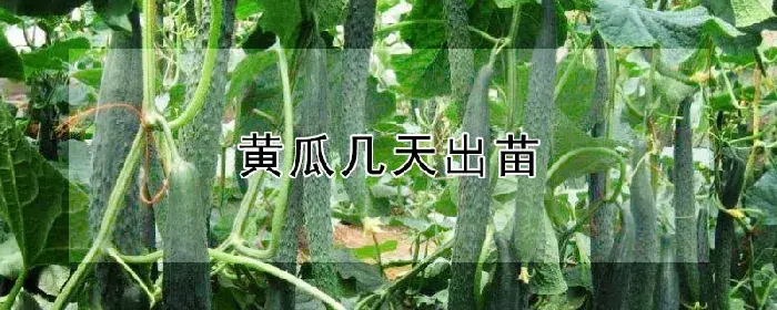 黄瓜几天出苗