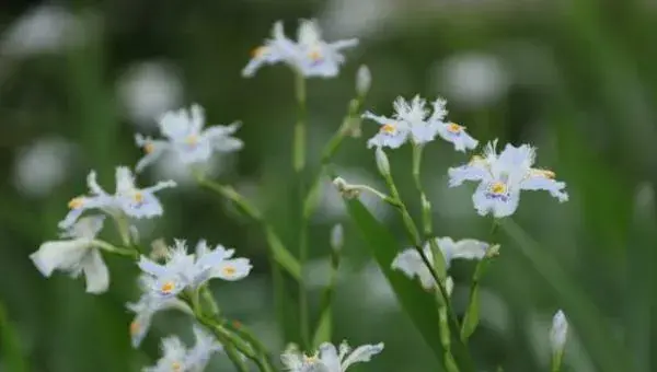 蝴蝶花怎么养 蝴蝶花种植方法与注意事项