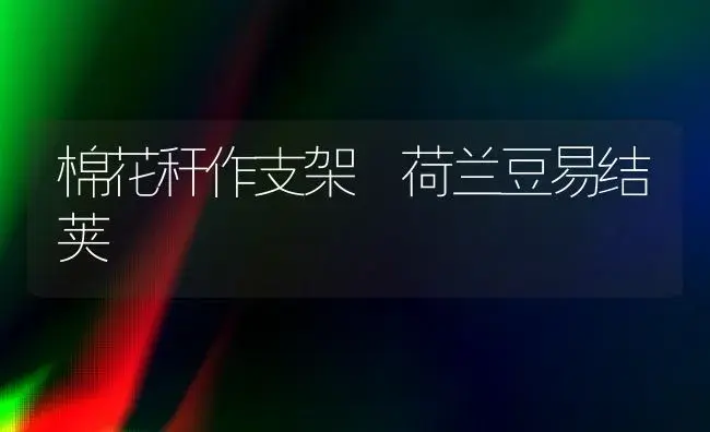棉花秆作支架 荷兰豆易结荚 | 植物科普