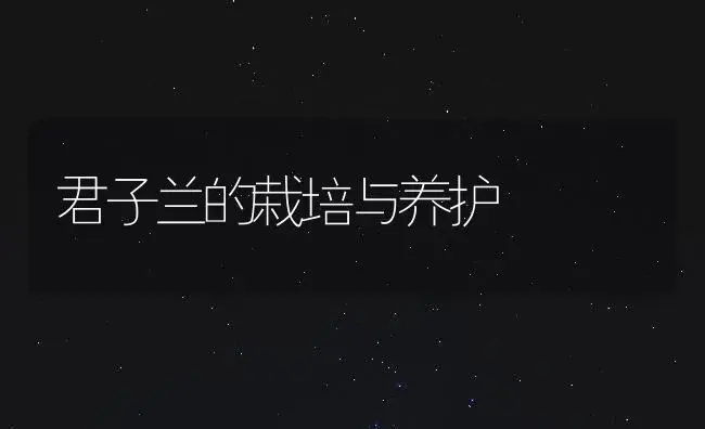 君子兰的栽培与养护 | 植物知识