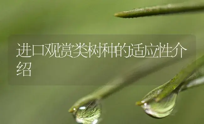 进口观赏类树种的适应性介绍 | 植物知识