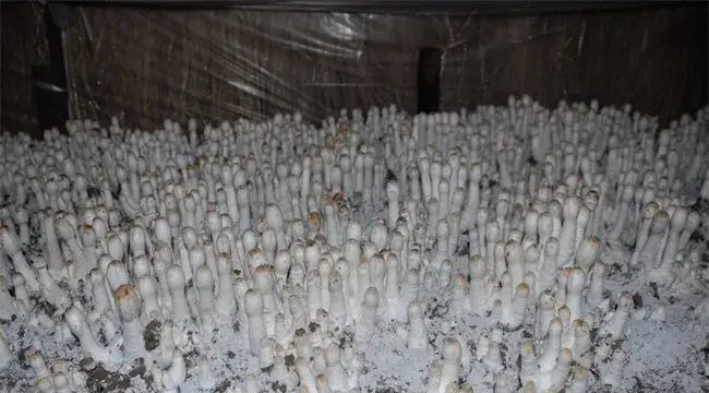鸡腿菇栽培注意事项
