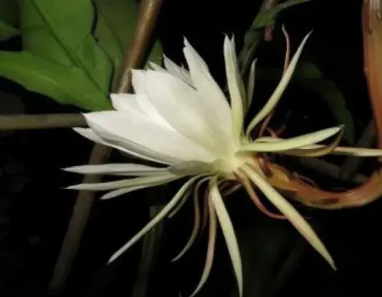 昙花的种植方法，教你最简单五个步骤(存活率高)