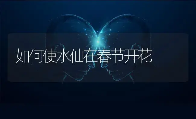 如何使水仙在春节开花 | 植物科普