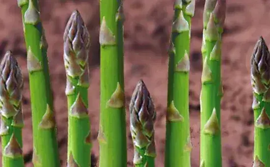 自家阳台种植芦笋的方法