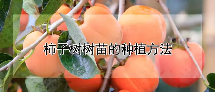 柿子树树苗的种植方法