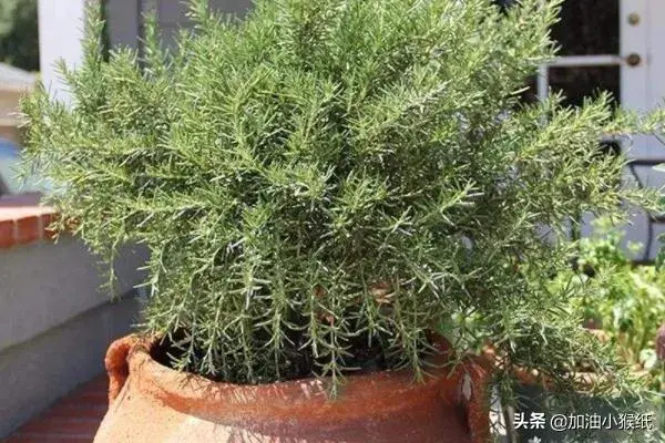 迷迭香盆栽养植注意？