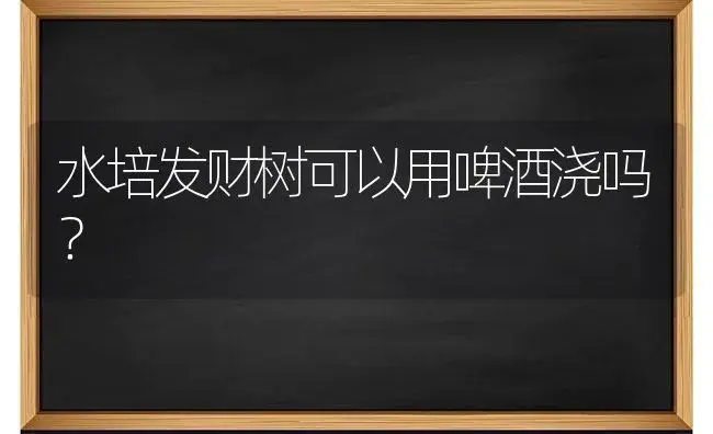 水培发财树可以用啤酒浇吗？ | 植物问答