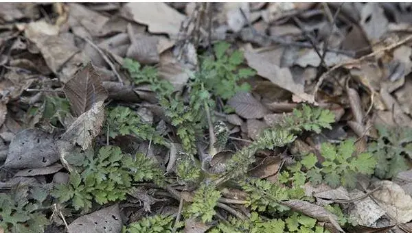 2018种黄岑赚钱吗？黄岑种植的利润与投资成本及前景预测