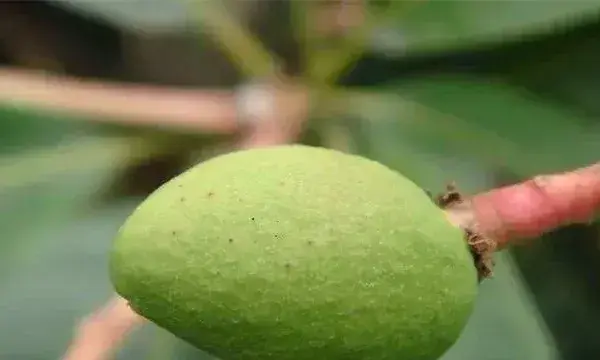 芒果结果期的管理