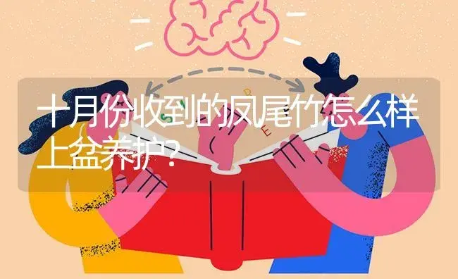 十月份收到的凤尾竹怎么样上盆养护？ | 植物问答