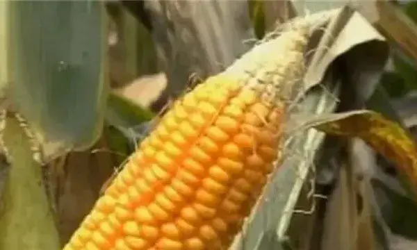 玉米秃尖缺粒原因及预防措施
