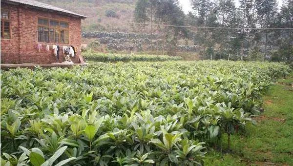 枇杷怎么种 枇杷嫁接时间和方法 枇杷几年结果