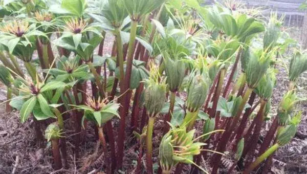 种植重楼赚钱吗 重楼市场前景 重楼种植效益分析