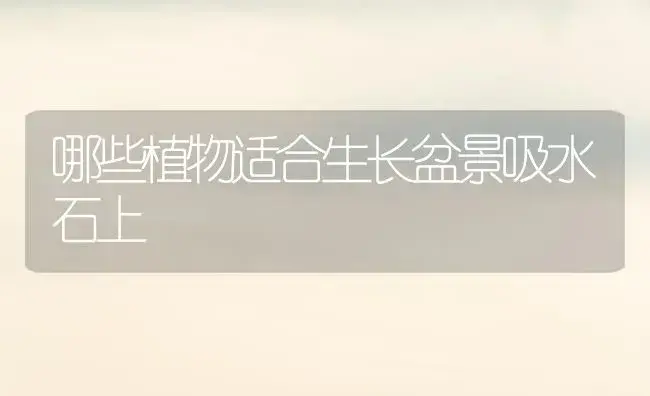 哪些植物适合生长盆景吸水石上 | 植物知识