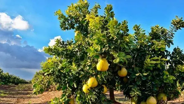 柚子种植条件