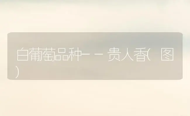 白葡萄品种--贵人香(图) | 植物科普