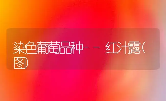 染色葡萄品种--红汁露(图) | 植物科普