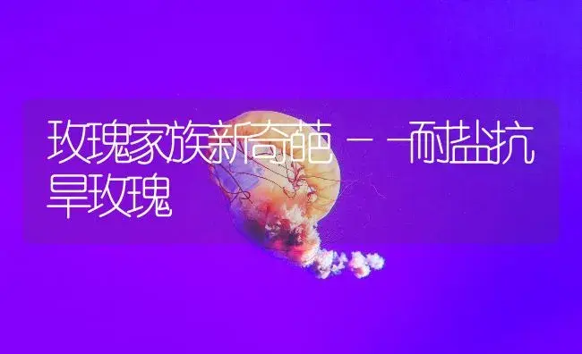 玫瑰家族新奇葩――耐盐抗旱玫瑰 | 植物知识