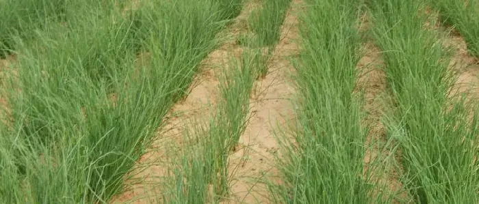 什么地适合种植沙葱 北方能种植沙葱吗