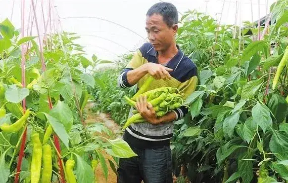 辣椒落花落果的原因及防治措施介绍