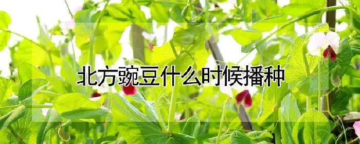 北方豌豆什么时候播种