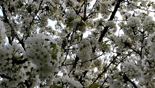 2018种李子赚钱吗？李子种植的利润与投资成本及前景预测