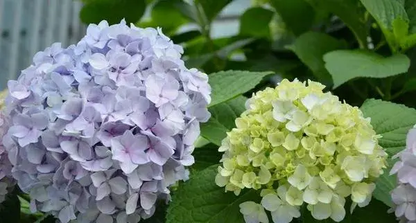八仙花叶子发黄怎么办 八仙花怎么修剪枝叶好看