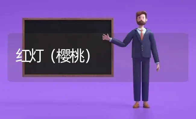 红灯（樱桃） | 植物科普