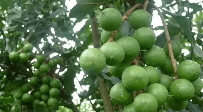 夏威夷果的种植技术介绍