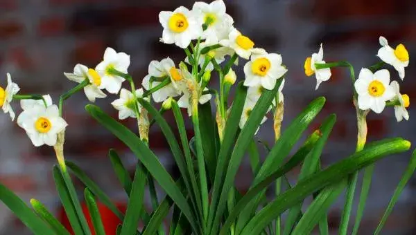 水仙花什么时候开（几月） 水仙花开花后怎么处理