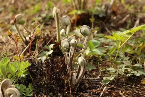 5个适合人工种植的野菜，好种前景好利润高