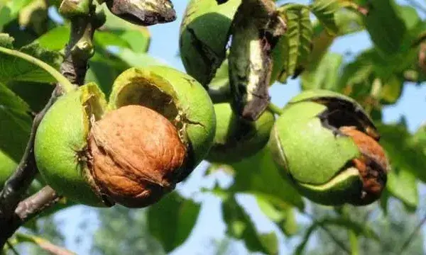 核桃常见的三种育苗技术