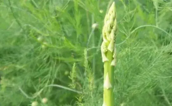 芦笋什么地方都可以种吗