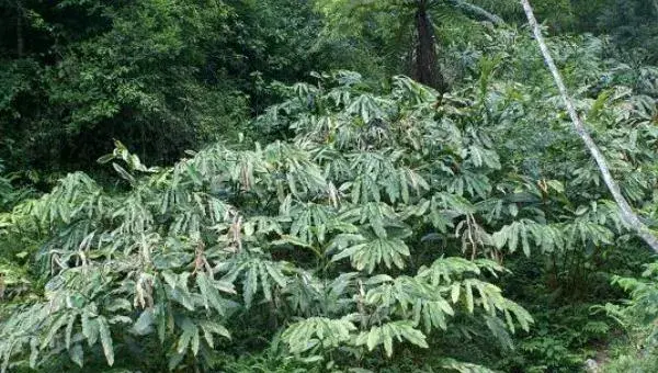 草果种植收入高吗 草果种植一亩要多少苗